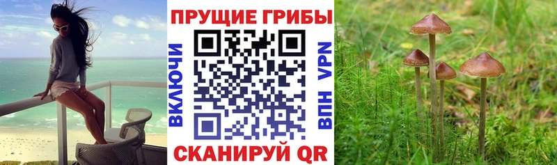 Галлюциногенные грибы Psilocybine cubensis  Купить  Краснозаводск 
